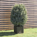 Plantenbak 40X40X40 Cm Massief Grenenhout